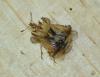 Phymata fortificata
